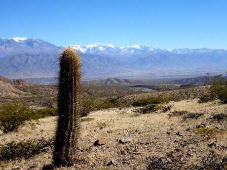 Cactus et Les Andes en arrière plan, Quebadra de Escopie